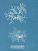 Nitophyllum punctatum - Anna Atkins — Ansicht des Kunstwerks