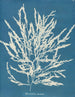 Odonthalie dentée - Anna Atkins — Ansicht des Kunstwerks