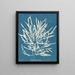 Odonthalie dentée - Anna Atkins — gerahmtes Bild an der Wand