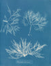 Plocamium cramoisi - Anna Atkins — Ansicht des Kunstwerks