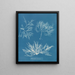 Plocamium cramoisi - Anna Atkins — gerahmtes Bild an der Wand