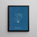 Polyides ronds - Anna Atkins — gerahmtes Bild an der Wand