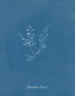 Polysiphonia Brodiaei Partie X - Anna Atkins — Ansicht des Kunstwerks