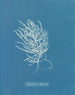 Polysiphonia byssoides von Anna Atkins — Ansicht des Kunstwerks