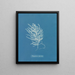 Polysiphonia byssoides von Anna Atkins — gerahmtes Bild an der Wand