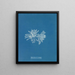 Polysiphonia cristata - Anna Atkins — gerahmtes Bild an der Wand