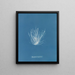 Polysiphonia nigrescens - Anna Atkins — gerahmtes Bild an der Wand