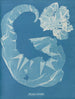 Porphyra laciniata - Anna Atkins — Ansicht des Kunstwerks