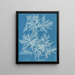 Ptilota plumosa - Anna Atkins — gerahmtes Bild an der Wand