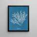 Ptilota sericea - Anna Atkins — gerahmtes Bild an der Wand