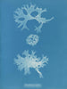 Rhodoménie bifida - Anna Atkins — Ansicht des Kunstwerks