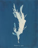 Rhodoménie ciliée - Anna Atkins — vista dell’opera