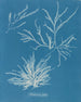 Rhodoménie jubata - Anna Atkins — vista dell’opera