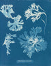 Rhodoménie laciniata - Anna Atkins — Ansicht des Kunstwerks