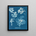 Rhodoménie laciniata - Anna Atkins — gerahmtes Bild an der Wand
