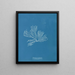 Rhodomenia palmata - Anna Atkins — gerahmtes Bild an der Wand