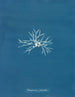 Rhodoménie palmée - Anna Atkins — Ansicht des Kunstwerks