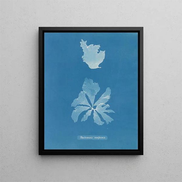 Anna Atkins - Rhodomenia reniformis.webp