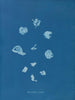 Ruisseaux brillants - Anna Atkins — Ansicht des Kunstwerks
