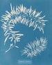Sargasses plumeuses - Anna Atkins — vista dell’opera