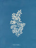 Sargasses vulgaires - Anna Atkins — vista dell’opera