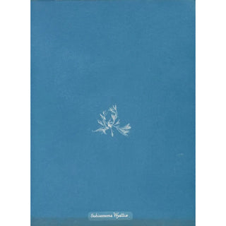 Anna Atkins - Schizonema Wyattiae.webp