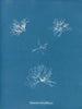 Schizonema helminthosum - Anna Atkins — Ansicht des Kunstwerks