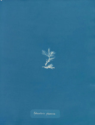 Anna Atkins - Sphacelaria plumosa.webp
