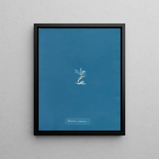 Anna Atkins - Sphacelaria plumosa.webp