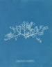 Sphaerococcus coronopifolius - Anna Atkins — vista dell’opera