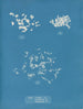Ulva crispa A - Anna Atkins — Ansicht des Kunstwerks