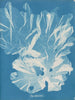 Ein sehr breiter Baum - Anna Atkins — Ansicht des Kunstwerks