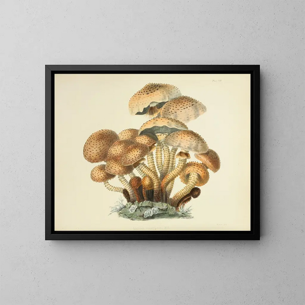British Mycology Illustrations Pl08 - Anna Maria Hussey — gerahmtes Bild an der Wand