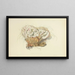 Illustrations of British Mycology Pl10 - Anna Maria Hussey — framed artwork on a wall
