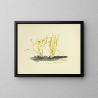 Anna Maria Hussey - Illustrations of British mycology Pl18.webp