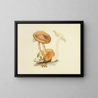 Anna Maria Hussey - Illustrations of British mycology Pl19.webp