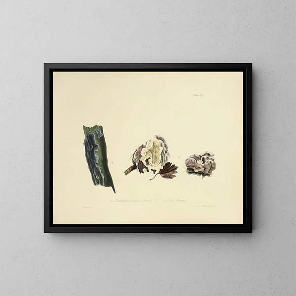 Illustrationen der britischen Mykologie Pl20 - Anna Maria Hussey — gerahmtes Bild an der Wand