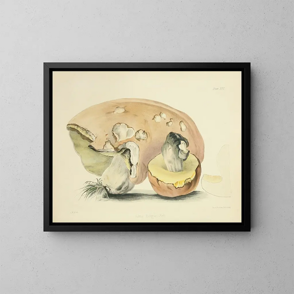 Illustrationen der britischen Mykologie Pl22 - Anna Maria Hussey — gerahmtes Bild an der Wand