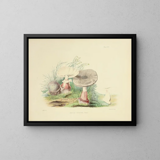 Anna Maria Hussey - Illustrations of British mycology Pl23.webp