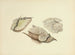 Illustrations de mycologie britannique Pl28 - Anna Maria Hussey — artwork view