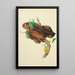 Reproduction of the painting Illustrations de mycologie britannique Pl31 - Anna Maria Hussey