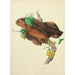 Reproduction of the painting Illustrations de mycologie britannique Pl31 - Anna Maria Hussey