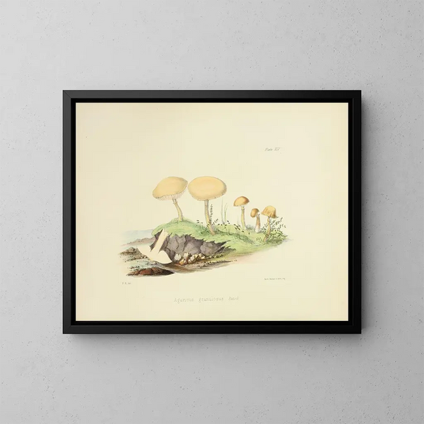 Illustrationen der britischen Mykologie Pl45 - Anna Maria Hussey — gerahmtes Bild an der Wand
