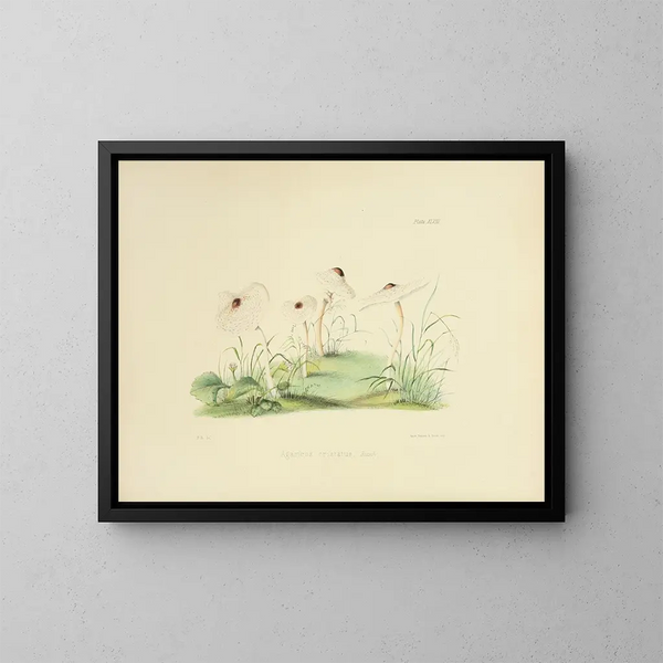 Illustrationen der britischen Mykologie Pl48 - Anna Maria Hussey — gerahmtes Bild an der Wand