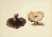 Illustrations de mycologie britannique Pl51 - Anna Maria Hussey — artwork view