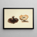 Illustrations de mycologie britannique Pl51 - Anna Maria Hussey — framed artwork on a wall
