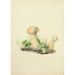 Reproduction of the painting Illustrations de mycologie britannique Pl54 - Anna Maria Hussey