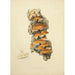 Illustrations de mycologie britannique Pl56 - Anna Maria Hussey — artwork view