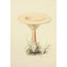 Illustrations of British Mycology Pl66 - Anna Maria Hussey — artwork view