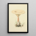 Illustrations of British Mycology Pl66 - Anna Maria Hussey — framed artwork on a wall